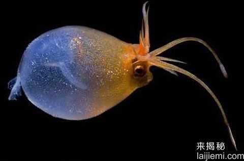盘点8大长相怪异鱿鱼 吸血鬼鱿鱼550 / 作者:UFO来啦 / 帖子ID:65028