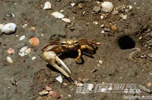 奇形怪状！10种身体不成比例的动物521 / 作者:UFO来啦 / 帖子ID:63454