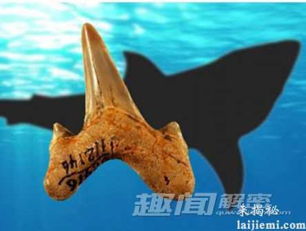 深海中的霸主!科学家发现史前巨鲨431 / 作者:UFO来啦 / 帖子ID:64711 深海中的霸主!科学家发现史前巨鲨431 / 作者:UFO来啦 / 帖子ID:64711