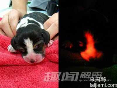 地球上的发光生物之谜 神奇的荧光蝎子132 / 作者:UFO外星人爱好者 / 帖子ID:60318