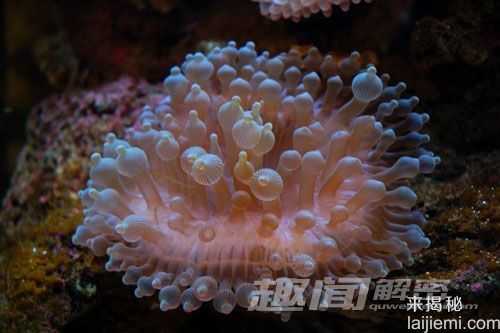 艳丽多姿！十大最美的海洋生物636 / 作者:UFO来啦 / 帖子ID:65618