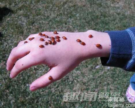 最牛的动物天气预报员 比央视还准469 / 作者:UFO来啦 / 帖子ID:64226