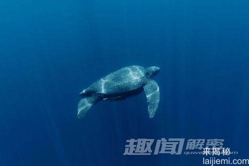 盘点：十大世界珍稀濒危野生动物881 / 作者:UFO来啦 / 帖子ID:65222