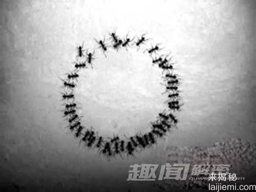 解密：蚂蚁失联后会不断画圆圈至死亡543 / 作者:UFO来啦 / 帖子ID:65791