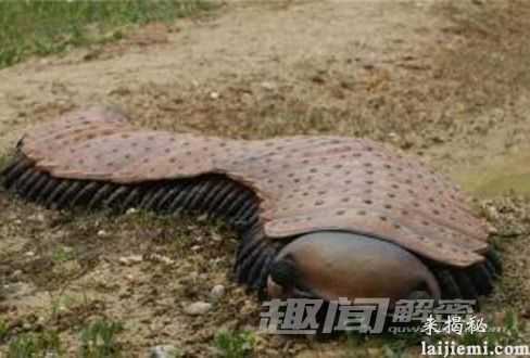 盘点：曾生活在地球上的八大“神兽”892 / 作者:UFO来啦 / 帖子ID:65233