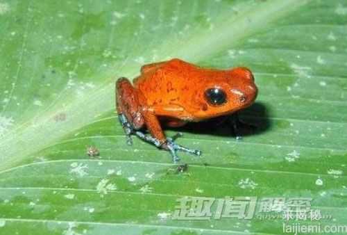 盘点十大怪诞蛙类 史前巨型魔鬼蛙949 / 作者:UFO来啦 / 帖子ID:65126