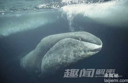 人类长寿的秘密在哪里？鲸鱼知道答案522 / 作者:UFO外星人爱好者 / 帖子ID:59538
