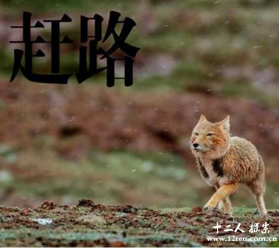 高山地区哺乳动物藏狐，一夜之间成了表情包帝(附图)197 / 作者:UFO来啦 / 帖子ID:66207