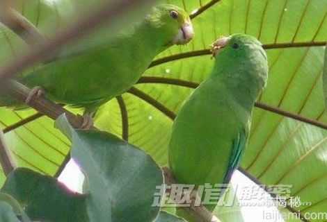 鹦鹉不但会说话 还会为后代取名字694 / 作者:UFO外星人爱好者 / 帖子ID:60324 鹦鹉不但会说话 还会为后代取名字694 / 作者:UFO外星人爱好者 / 帖子ID:60324