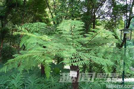 DNA条形码：为濒危植物撑起“保护伞”25 / 作者:UFO来啦 / 帖子ID:61291
