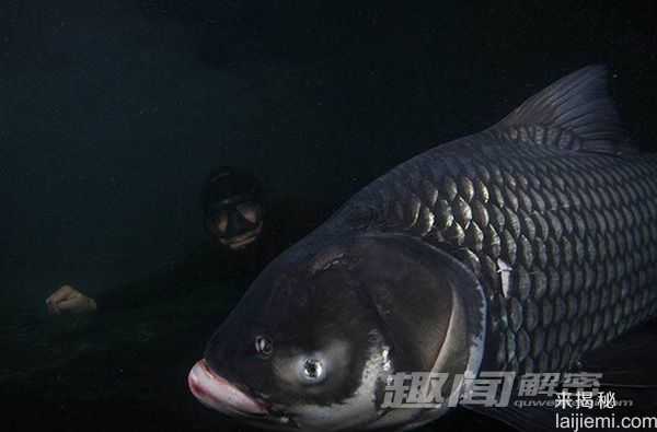 盘点：九大巨无霸淡水鱼846 / 作者:UFO来啦 / 帖子ID:65212