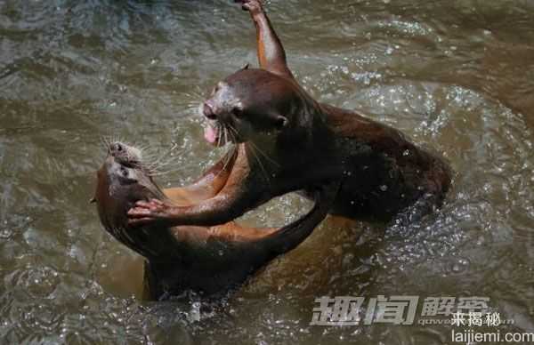 摄影师抓拍：水獭领地争夺拳击战！521 / 作者:UFO来啦 / 帖子ID:64053