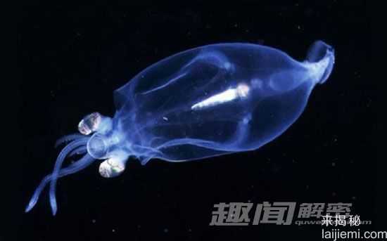 盘点自然界中的十大发光生物：水母居首位545 / 作者:UFO来啦 / 帖子ID:65174