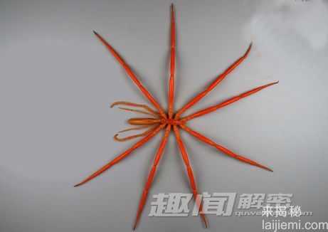 南极海域发现新生物：恐怖的巨型水螅虫638 / 作者:UFO来啦 / 帖子ID:62565