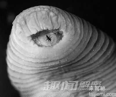 亚马逊惊现巨型吸血水蛭 暴龙水蛭利齿骇人608 / 作者:UFO来啦 / 帖子ID:66379 亚马逊惊现巨型吸血水蛭 暴龙水蛭利齿骇人608 / 作者:UFO来啦 / 帖子ID:66379