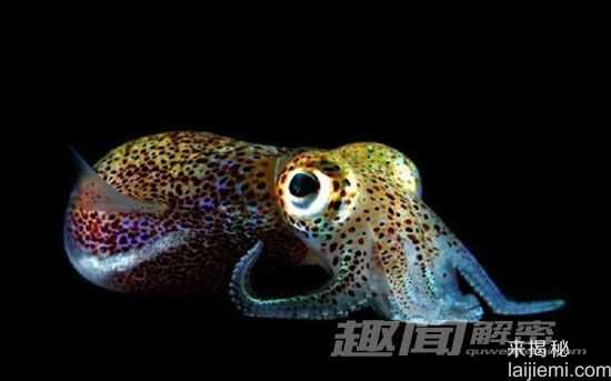 盘点自然界中的十大发光生物：水母居首位334 / 作者:UFO来啦 / 帖子ID:65174