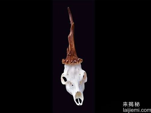 2014十大动物界“怪咖” 现实版独角兽807 / 作者:UFO来啦 / 帖子ID:61199