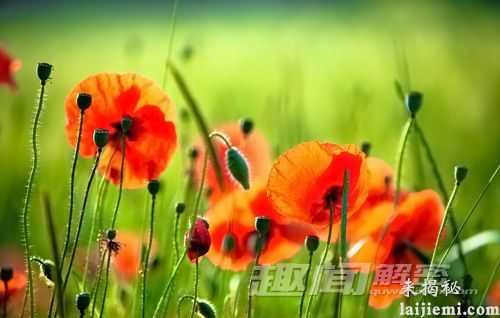 从天使变为魔鬼:如何区分真假罂粟73 / 作者:UFO外星人爱好者 / 帖子ID:60622 从天使变为魔鬼:如何区分真假罂粟73 / 作者:UFO外星人爱好者 / 帖子ID:60622