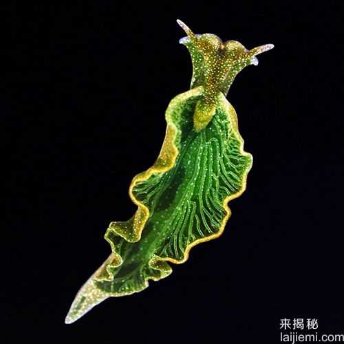 震惊！动物是如何进行光合作用的？570 / 作者:UFO外星人爱好者 / 帖子ID:59562