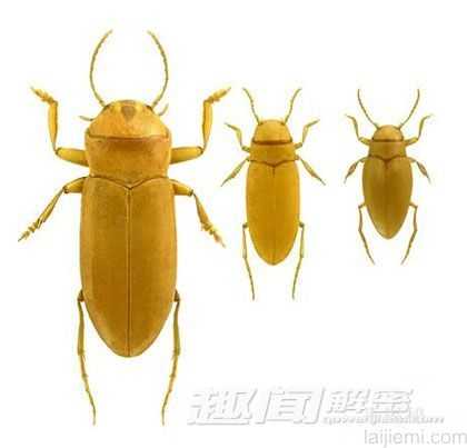 澳大利亚地下发现九种新物种 地下蜗牛611 / 作者:UFO来啦 / 帖子ID:64769
