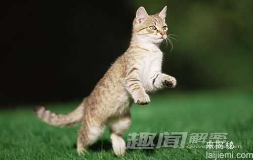 神奇!盘点12种有特异功能的动物(组图)371 / 作者:UFO来啦 / 帖子ID:65284