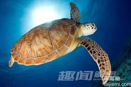 存活上亿年-揭开神秘海洋动物长寿之谜897 / 作者:UFO来啦 / 帖子ID:63514