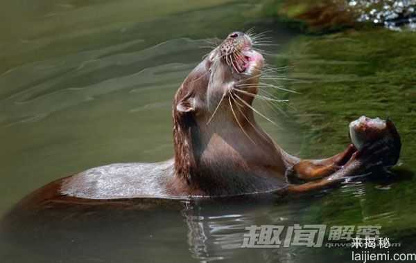 摄影师抓拍：水獭领地争夺拳击战！187 / 作者:UFO来啦 / 帖子ID:64053
