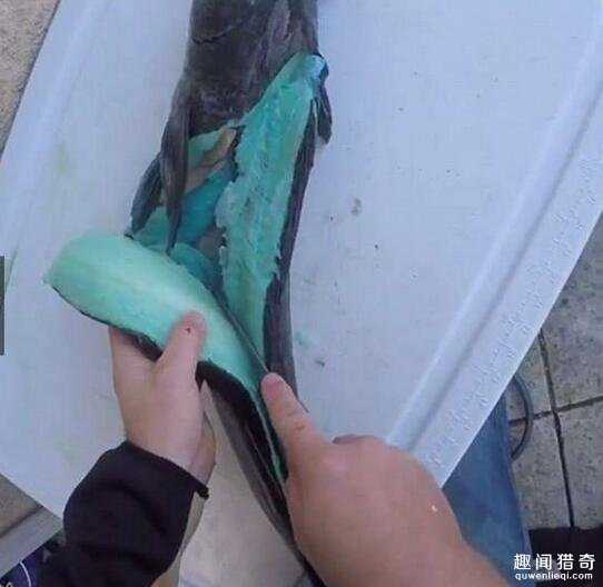 稀奇！渔夫把捕到的鱼一切开大家就惊呆了，蓝色鱼肉前所未见!426 / 作者:UFO爱好者 / 帖子ID:66752