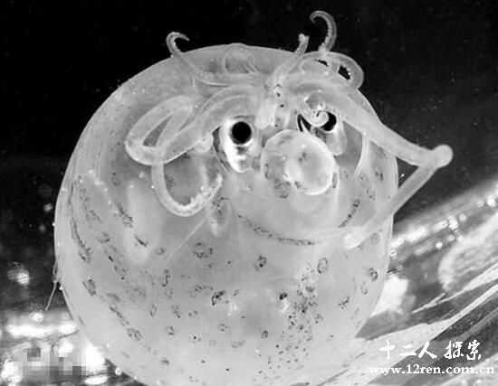小猪章鱼:面带微笑圆嘟嘟的深海章鱼(眼睛发射橙光)630 / 作者:UFO爱好者 / 帖子ID:66549 小猪章鱼:面带微笑圆嘟嘟的深海章鱼(眼睛发射橙光)630 / 作者:UFO爱好者 / 帖子ID:66549
