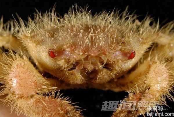 探秘深海峡谷中的“外星生物”433 / 作者:UFO来啦 / 帖子ID:60962