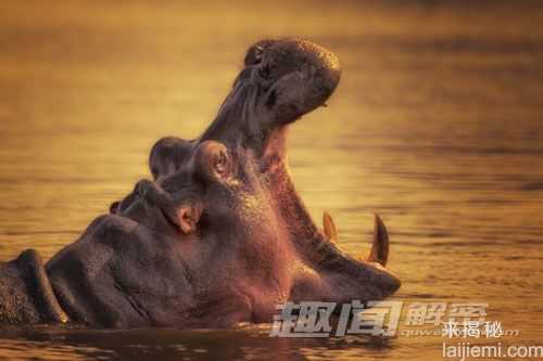 点评地球上十大“怪兽级”动物215 / 作者:UFO来啦 / 帖子ID:64809