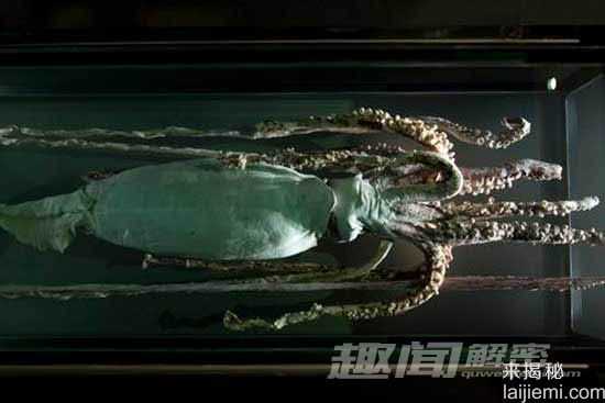 揭巨大“海妖”神秘面纱 系巨型乌贼作怪81 / 作者:UFO来啦 / 帖子ID:63924
