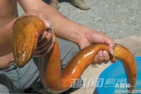 劲爆！盘点全球“千年成妖”的动物990 / 作者:UFO来啦 / 帖子ID:62361