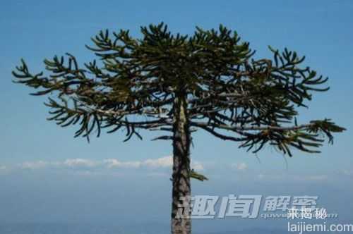 盘点自然界十大动植物活化石770 / 作者:UFO来啦 / 帖子ID:65172