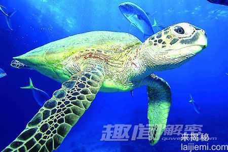 存活上亿年-揭开神秘海洋动物长寿之谜69 / 作者:UFO来啦 / 帖子ID:63514