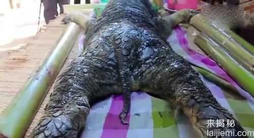 动物也疯狂！母水牛竟生下“鳄鱼”40 / 作者:UFO外星人爱好者 / 帖子ID:58344