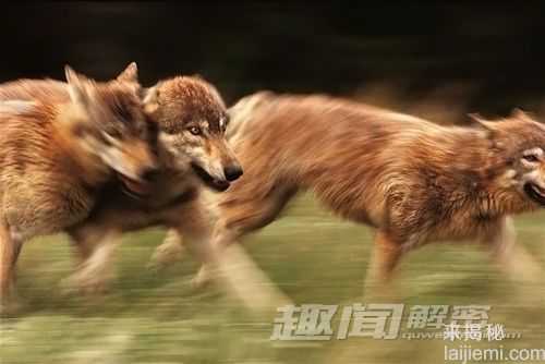揭秘：狼群的集体生活究竟是怎样的？778 / 作者:UFO来啦 / 帖子ID:64044