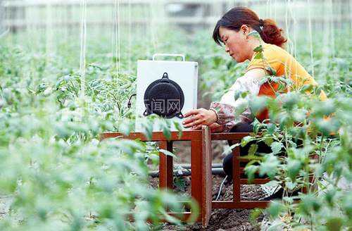 植物欣赏音乐之谜 音乐对植物生长的影响657 / 作者:UFO外星人爱好者 / 帖子ID:58843