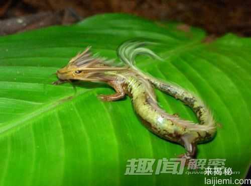 惊！西方传说中的中国龙竟真的存在730 / 作者:UFO来啦 / 帖子ID:63825