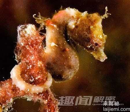世上最小的脊椎动物-五种微型海马(组图)288 / 作者:UFO来啦 / 帖子ID:61353