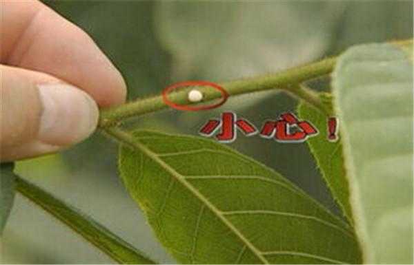 千奇百怪的树 - 箭毒木,最毒的树401 / 作者:UFO来啦 / 帖子ID:62481 千奇百怪的树 - 箭毒木,最毒的树401 / 作者:UFO来啦 / 帖子ID:62481