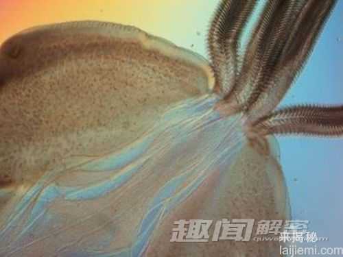微观世界中的寄生虫酷似外星生物268 / 作者:UFO来啦 / 帖子ID:61043
