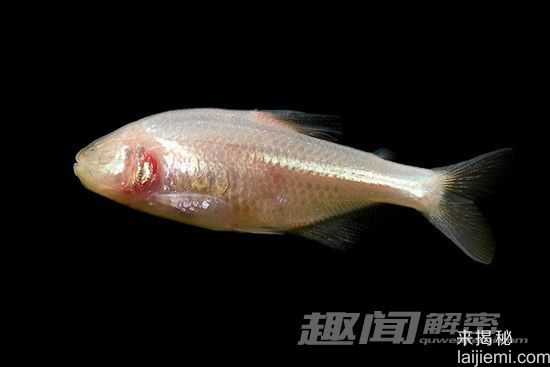11种奇特的盲动物：盲螯虾寿命超176年150 / 作者:UFO来啦 / 帖子ID:61110