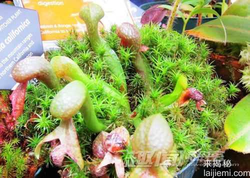 盘点植物中的恐怖分子：能吃羊的食羊树472 / 作者:UFO来啦 / 帖子ID:65161