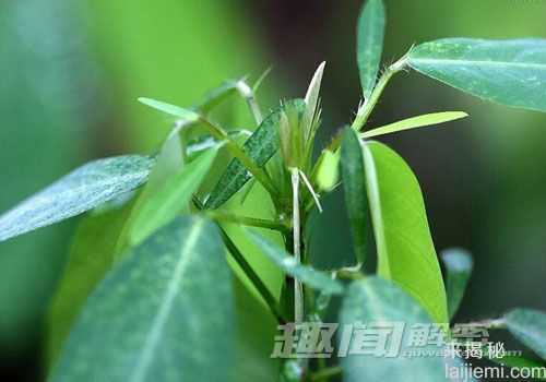 十大奇异植物 迷幻类植物外表迷人897 / 作者:UFO来啦 / 帖子ID:62410