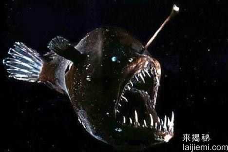 世界超乎想象的十大恐怖海洋怪物（图）124 / 作者:UFO外星人爱好者 / 帖子ID:58814