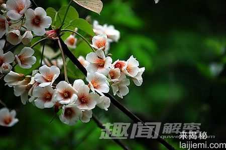 DNA条形码：为濒危植物撑起“保护伞”332 / 作者:UFO来啦 / 帖子ID:61291