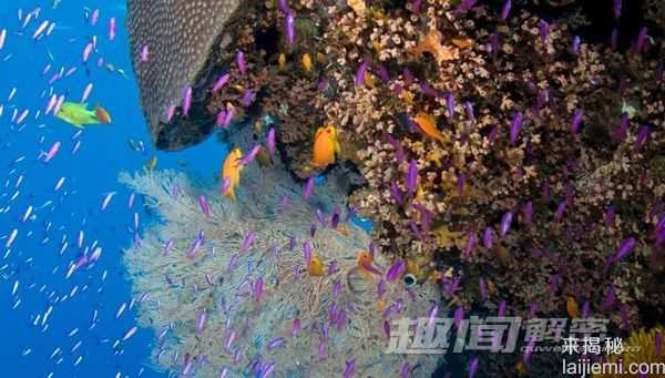 苍鹭岛潜水 探秘大堡礁海底迷宫174 / 作者:UFO来啦 / 帖子ID:65626