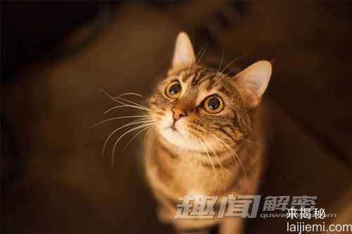 盘点10个仍未解开的谜团 梦是什么？845 / 作者:UFO来啦 / 帖子ID:65017