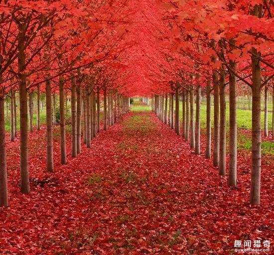 世界上最美的15棵树，第一张已经被迷住了！9 / 作者:UFO来啦 / 帖子ID:61566